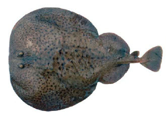 Torpedo marmorata_05.jpg